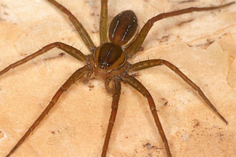 Dolomedes_instabilis_D7972_Z_89_North Stradbroke island_Australie.jpg